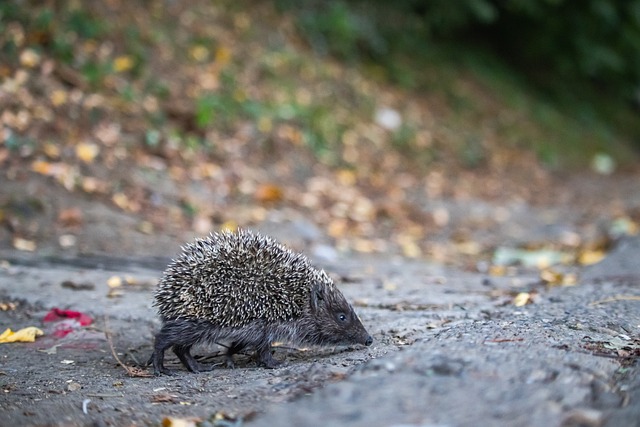 联赛增添更 联赛增添更