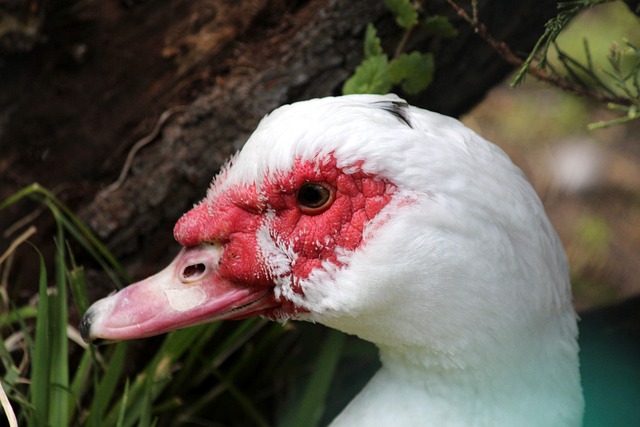 换骨的变化 换骨的变化