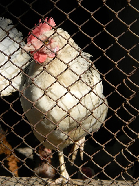 地技巧的发 地技巧的发