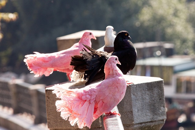 次射门的转 次射门的转